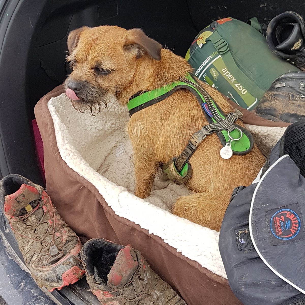 andypaterson71's tweet photo. 30k training run complete, and still being cheeky #borderterrier #salomonfellrsiser #zerodc https://t.co/XOCVOMYCMO
