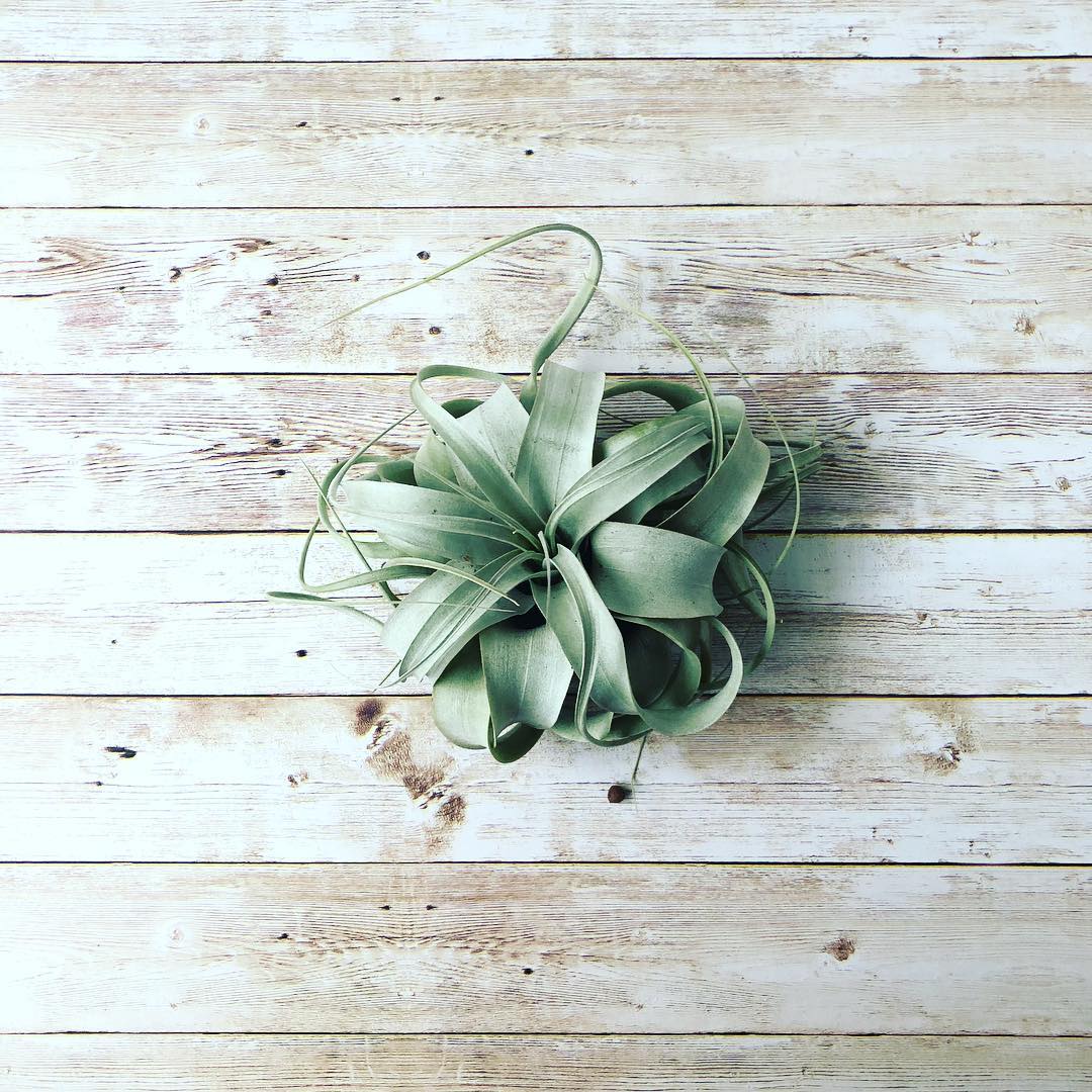 treyclover's tweet photo. 植物始めました.
https://t.co/ZNkZN3R5Xd

#treyclover #トレイクローバー #ボタニカル #植物のある生活 https://t.co/4ZrrwJrYVh