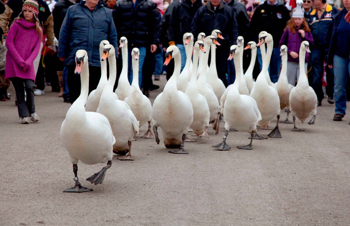 Great News!! It has officially been decided that the Swans WILL be released today!  Be sure to catch the famous #swanparade and all the other family fun in <a href="/StratfordON/">Destination Stratford</a>