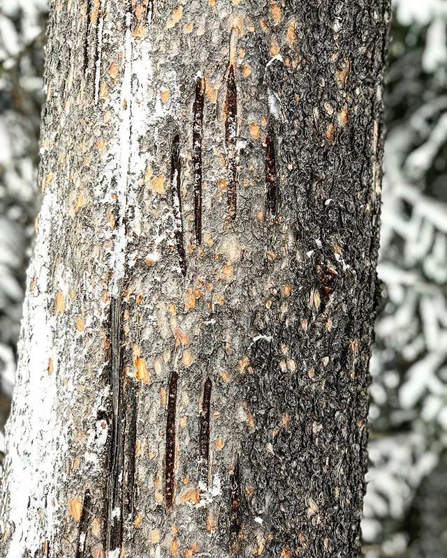 WildWWomen's tweet photo. When you're hiking and see this tree...🐻😳 https://t.co/yxWYdug9bs https://t.co/JBr2Wph69q
