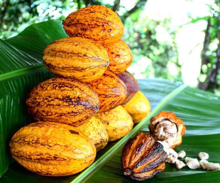 IG_MARTINIQUE's tweet photo. [ #SundayBrunch ] • Concept | Brunch Ô Peyi : lieu insolite et double surprise pour cette revisite des fruits et légumes du terroir { https://t.co/CznG9IgwgK } | #bio #mangelocal #healthy • #Martinique https://t.co/pWsuFrjOoH