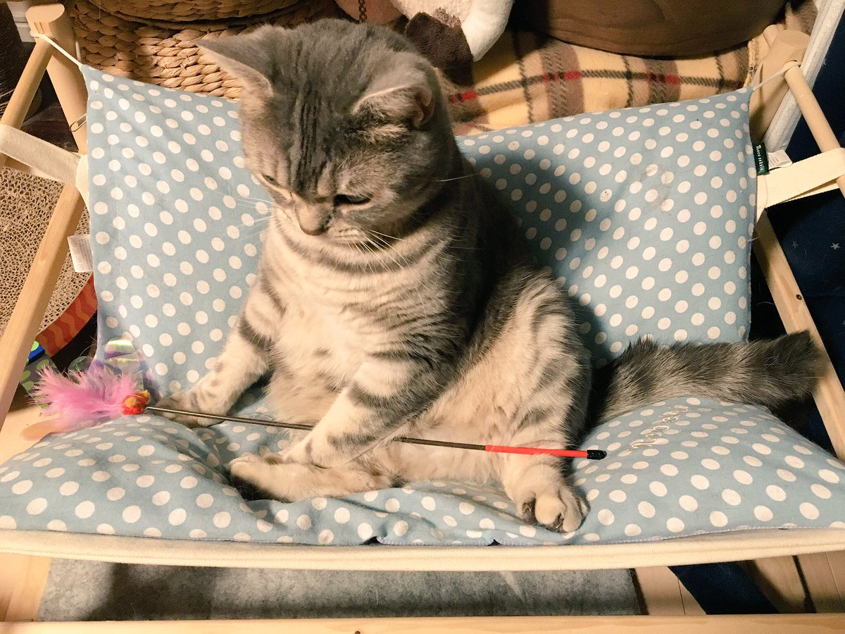 omogajitan's tweet photo. 魔法使いにでもなるんですか?
.
.
#見習い魔法使い 🧙♂️
#がじまる
#猫
#cat
#Favorite
#family
#gajimaru https://t.co/MSMuVEPlNO