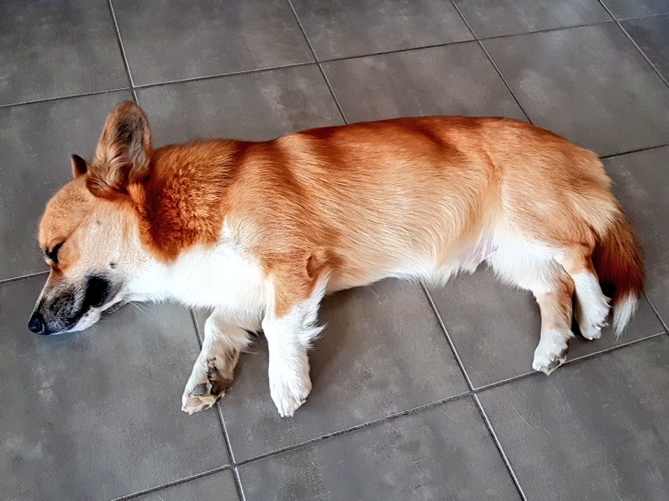KanaAiysoublood's tweet photo. Actual mood : my dog napping #LazySunday #Corgi #Mulder #NappingTime https://t.co/qFuAzk6xqp