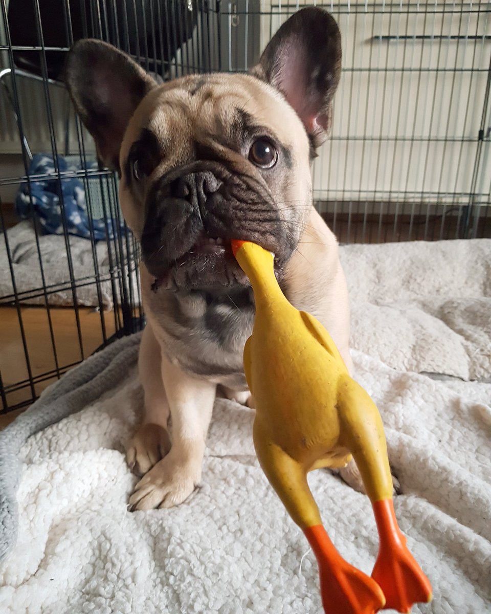 Help! There's a duck stuck in my mouth! 🐶🦆
#CliveFrenchie #frenchbulldog #fawnfrenchie #squeakytoy #fawnfrenchbulldog #frenchbulldogpuppies #frenchbulldogs #ispoilmydog #dog #frenchies #dogs #puppy #pups #puppylove #puppies #bulldog #bulldogpuppy #pet #lovemydog #frenchiephotos