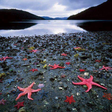 NationalGeograC's tweet photo. Colonia de estrellas de mar, costa Oeste de Nueva Zelanda https://t.co/2K7r4O1Ywp