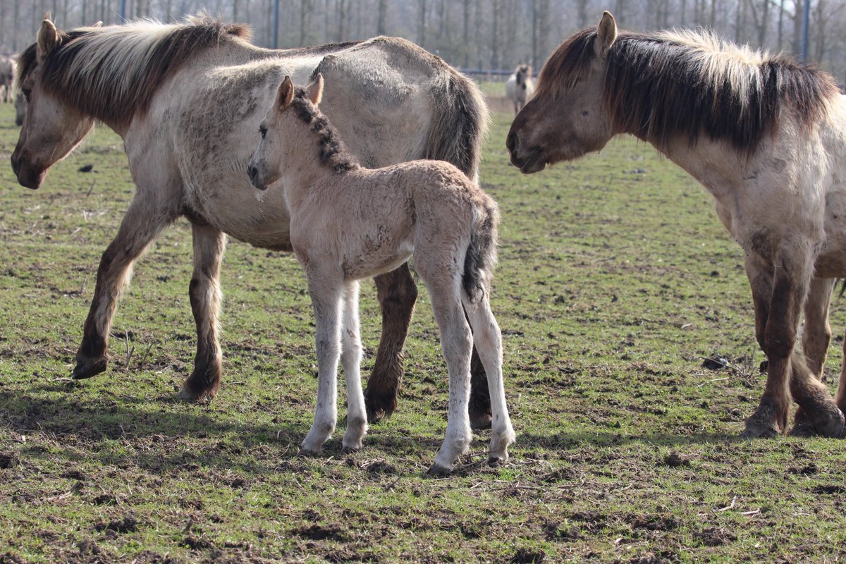 Vandaag meerdere veulens gezien in de #Oostvaardersplassen.