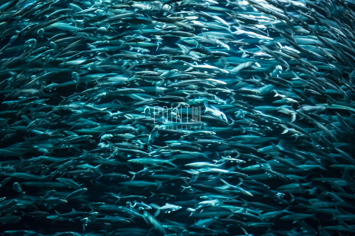 Point9Photos's tweet image. Shoal