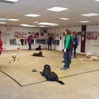 AllfordogsDerby's tweet photo. Practising stays in our @KennelClub Good Citizens Bronze Silver and Gold Award Obedience training classes ran daytime and evenings twice weekly, book your #dog in now #dogtaining https://t.co/VL5wPnvBF4