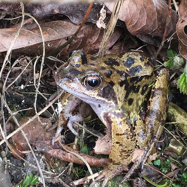 Choclette8's tweet photo. Disturbed this frog whilst gardening yesterday. First one I’ve seen out of the pond.
#frog #gardening #newforest #amphibians #ranatemporaria #spring #fbcuk16 #fbc18uk #fb #wildlife #gardenwildlifeuk https://t.co/nESmtWYGds https://t.co/xA1YfodL9V