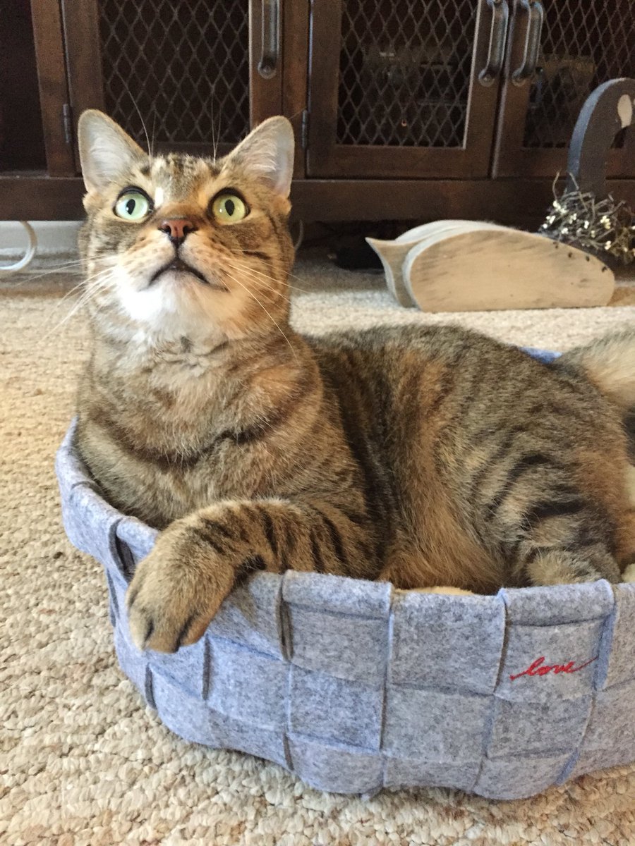 LRobinsonWagner's tweet photo. “Say Che... Say ELLEN!” @TheEllenShow #NewBed #FurCreature #Love #KittyPhotoShoot #CatsOfTwitter https://t.co/a9WEG6EATG