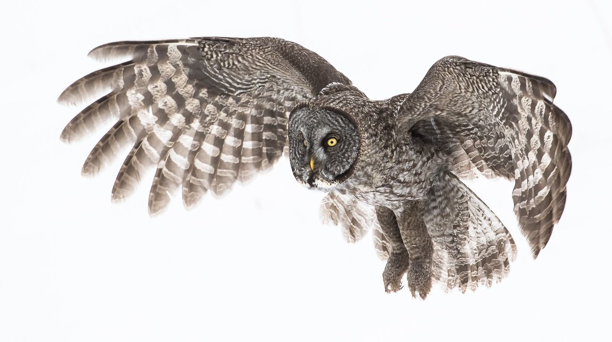NatureLabsCA's tweet photo. It's #owlweek at Ghost Bear this week. Follow along on Instagram https://t.co/CdVfanQmJ5 and https://t.co/CwMdwBtSR9 to learn more about our recent observations from the field with a group of great grey owls. Sixteen different individuals to be exact. https://t.co/tBy0bCobXQ