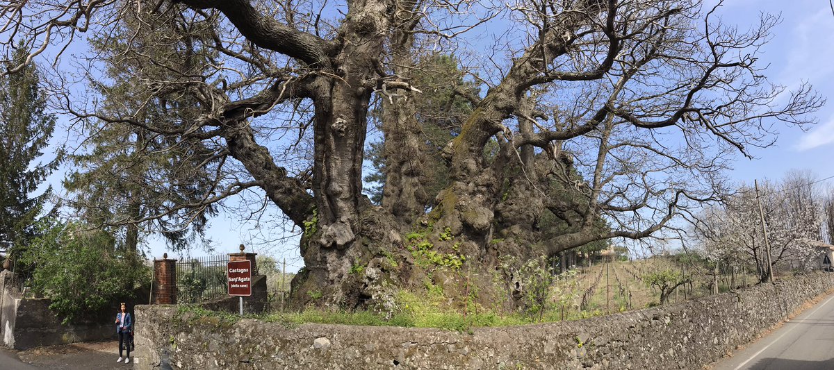 BioForestry's tweet photo. And another ancient coppice stool a few hundred metres up the road. Castagno Sant Agata, 22m girth. Stunning 😊 https://t.co/JELAy7Vv0z