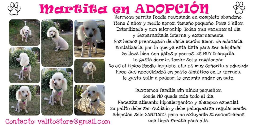 VetCeba's tweet photo. Muchos de uds ya conocen a Martita. Ha estado desde que la rescatamos en Febrero con nosotros. Ya está lista para encontrar su familia ideal. Poodle 2 años y medio. Esterilizada, vacunas al día. Desarasitada, con microchip. 
Contacto adopción: @ValitoStore  
Nos ayudan con un RT? https://t.co/12NGEmPBI1