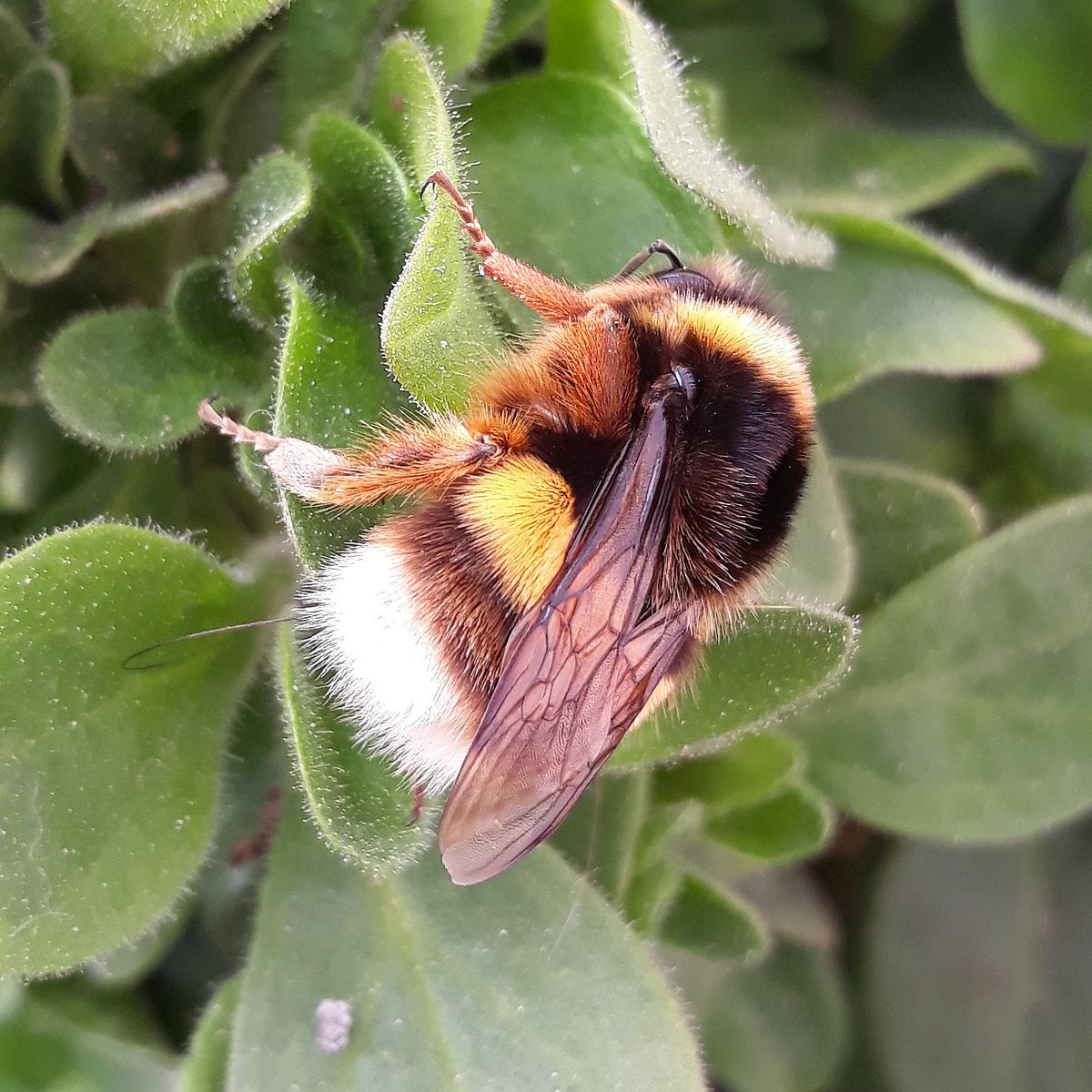 anobre1's tweet photo. "Bombus terrestris" - uma abelha comum na Europa e excelente polinizadora. "Caçada há pouco". "Bombus terrestris" an excelkent pollinator bee. #bees #pollen #nature #sustentabilidade https://t.co/iRKKDvCYDy