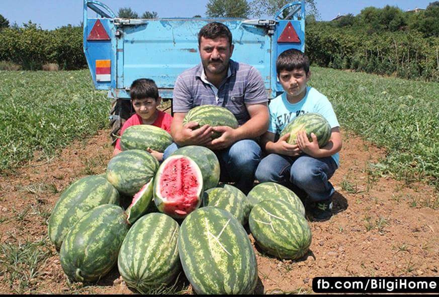 Misafirliğe veya hasta ziyaretine giderken Cola yada Fanta yerine lütfen meyve alın. Hem çiftçimiz kazansın hemde sağlık kazansın.
 Paylaşalım, örnek olalım..