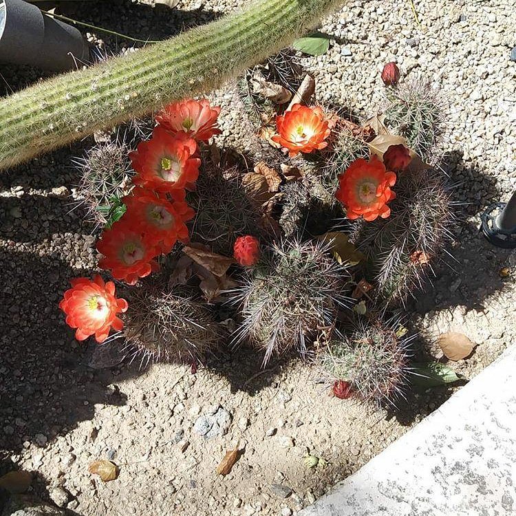 AzJ14e's tweet image. #azspring