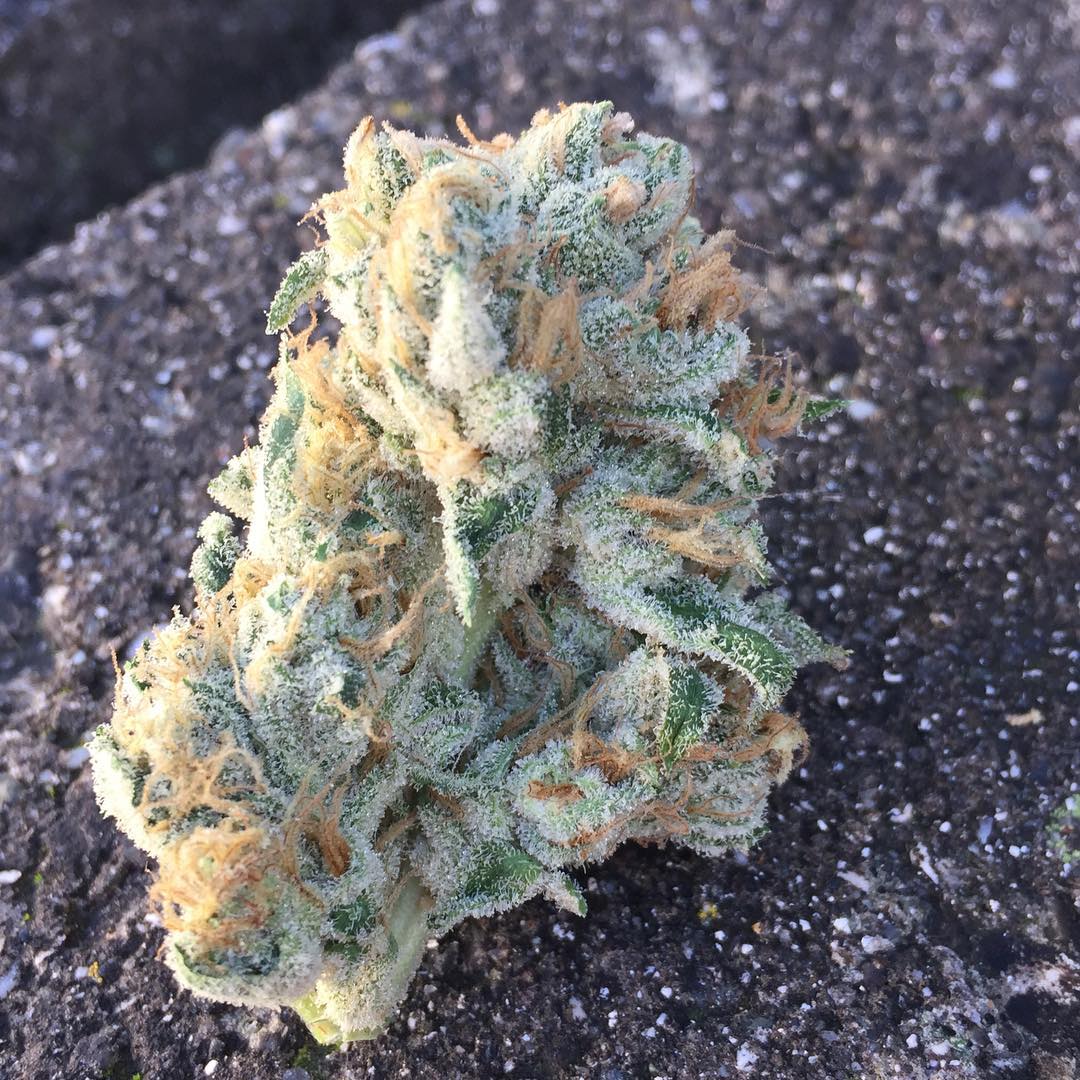 HIGH_TIMES_Mag's tweet photo. Golden Glue bred by #RedEyeGenetics.
๐ธ: Grown by https://t.co/W6xmk47e9s https://t.co/f1zyuCsnCZ