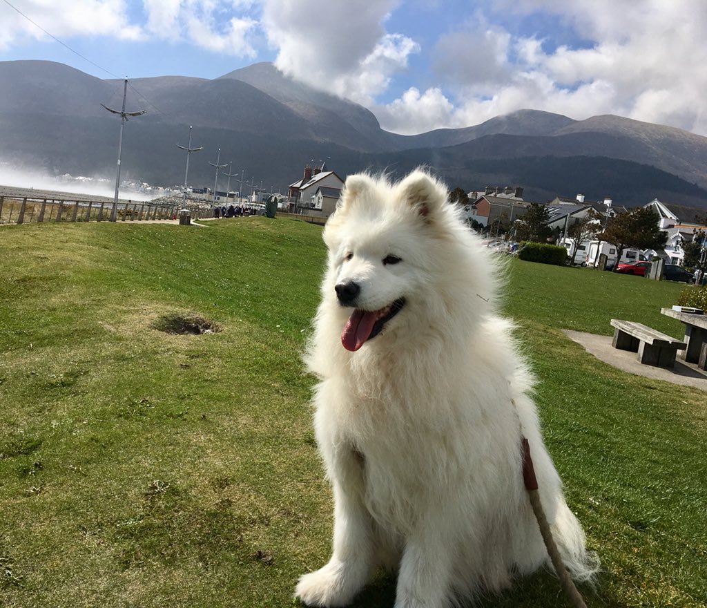 waggyraces's tweet photo. Once the mist cleared this morning, we had a beaut day walking on the beach from Murlough Bay to Newcastle...

⛰ 🐶 There was also chat of a pre-summer Waggy Races ramble in the Mournes - details to follow, so keep an eye on our Facebook/Twitter/Instagram if you fancy joining! https://t.co/4svPIOkKtB