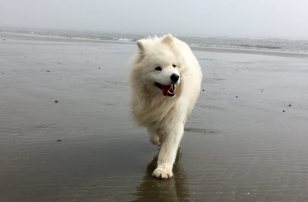 Once the mist cleared this morning, we had a beaut day walking on the beach from Murlough Bay to Newcastle...

⛰ 🐶 There was also chat of a pre-summer Waggy Races ramble in the Mournes - details to follow, so keep an eye on our Facebook/Twitter/Instagram if you fancy joining!