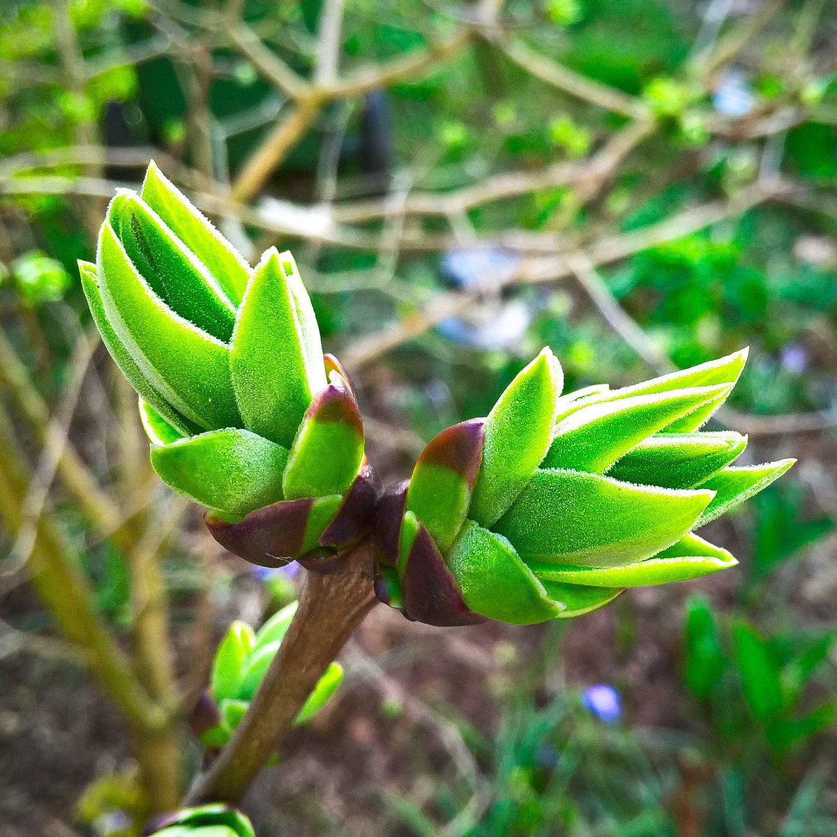 RealBurnHard's tweet photo. Another wonderful #sunny day and those #lilacbuds give me real #spring vibes. 
#springtime #lilac #flowers #flower #nature #beautiful #plants #botanical #sunnyday #sunnydays #sunlight #sunshine #photooftheday #beautifulday #goodday #goodweather #clearskies #clearsky #blueskies https://t.co/gWiJlbRzfZ