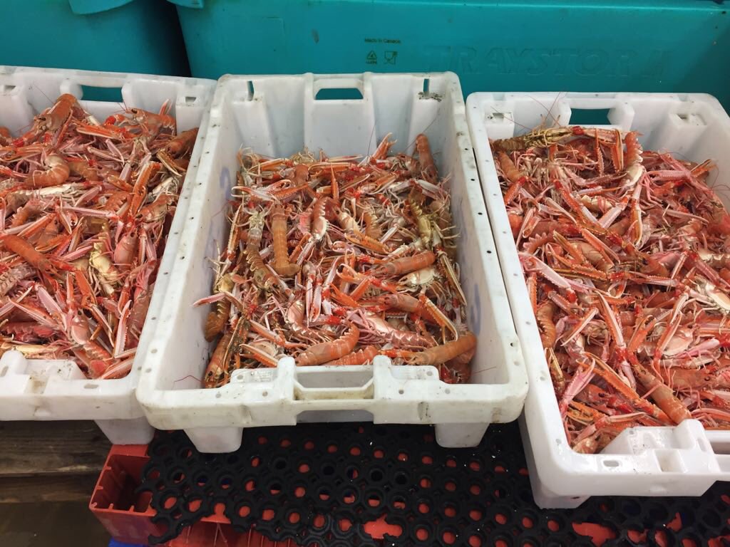 Beautiful live local langoustines available for delivery Monday to some lucky chefs #stunning