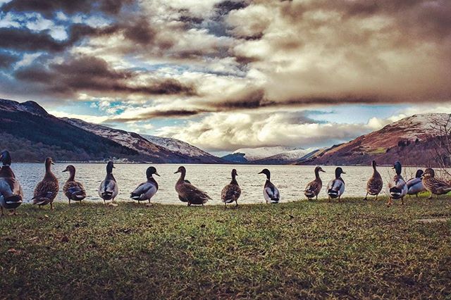 VisitScotland's tweet image. You'll go quackers for the views at Loch Earn 😉 #Highlands 📷 instagram.com/danmunrophotog…