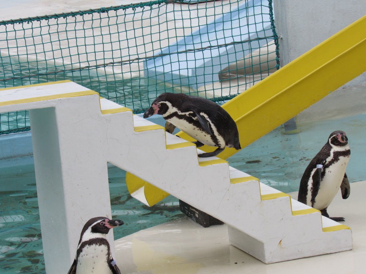 言うことを聞かないペンギンショー 言うことを聞かないペンギンショー
