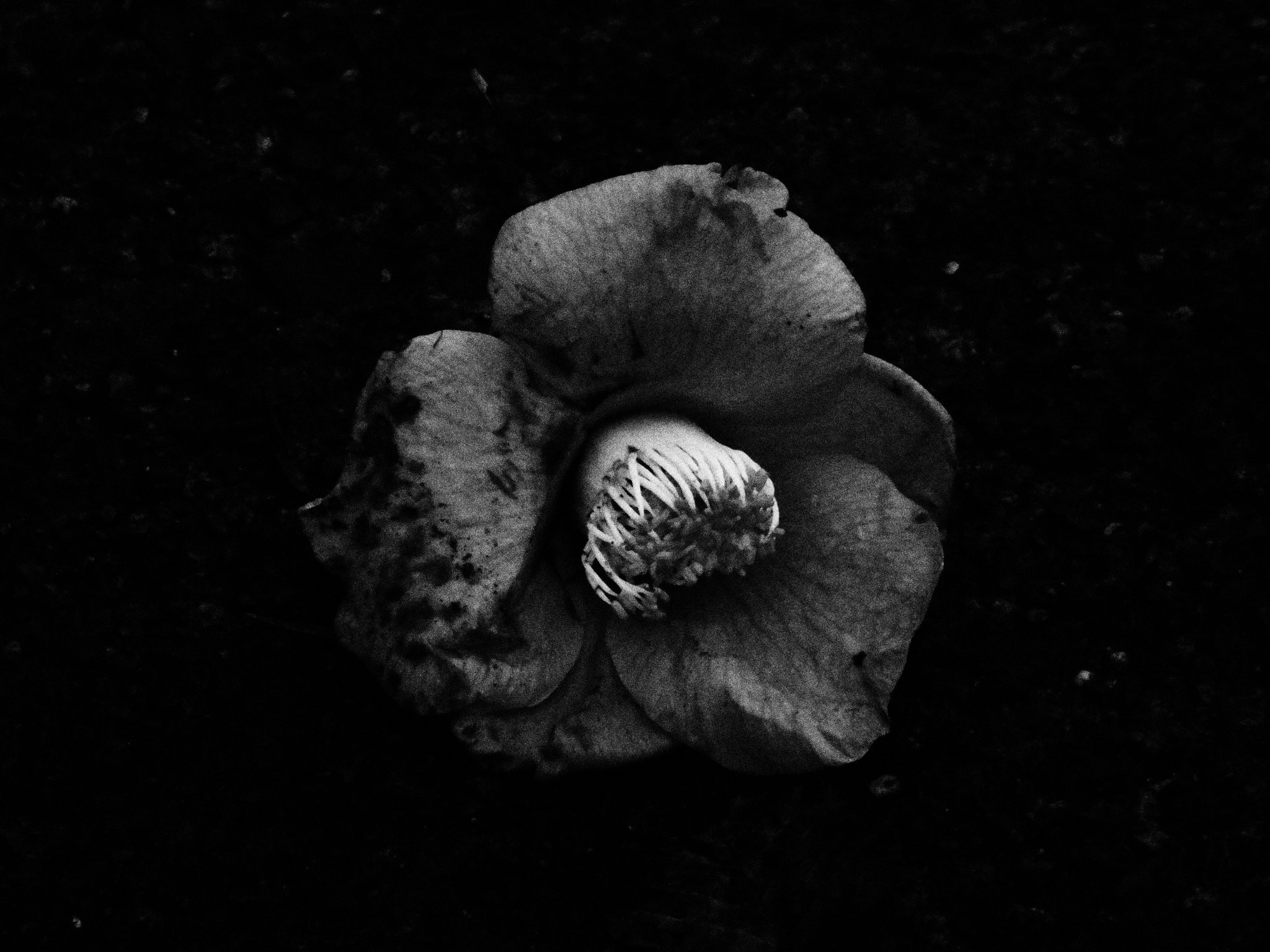 Inferno 猫人生 前に撮った花とか風景 暗いのも好きだ お花 カメラ 花画像 花が好きな人と繋がりたい ふぁいんだー越しの私の世界 Inferno 猫人生 前に撮った花とか風景 暗いのも好きだ お花 カメラ 花画像 花が好きな人と繋がりたい ふぁいんだー越しの私の世界
