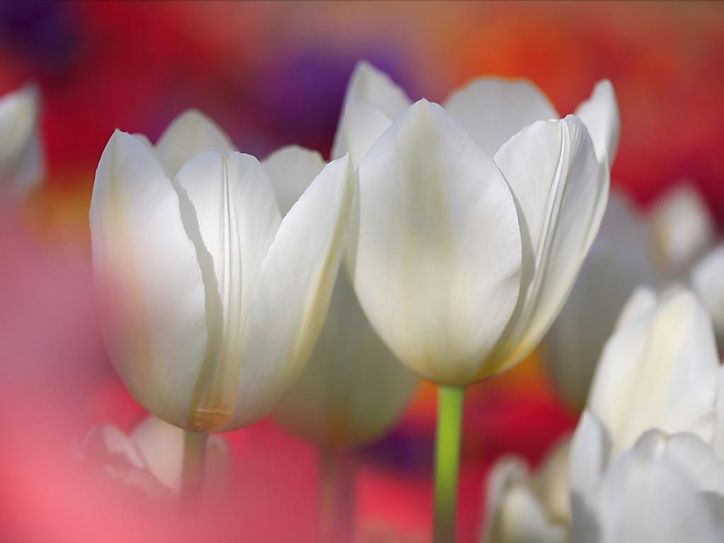 iga_1a's tweet photo. @iga_1a🎀

Magnificence is the essence of friendship☀️🌹 https://t.co/UDjRKIEQiW