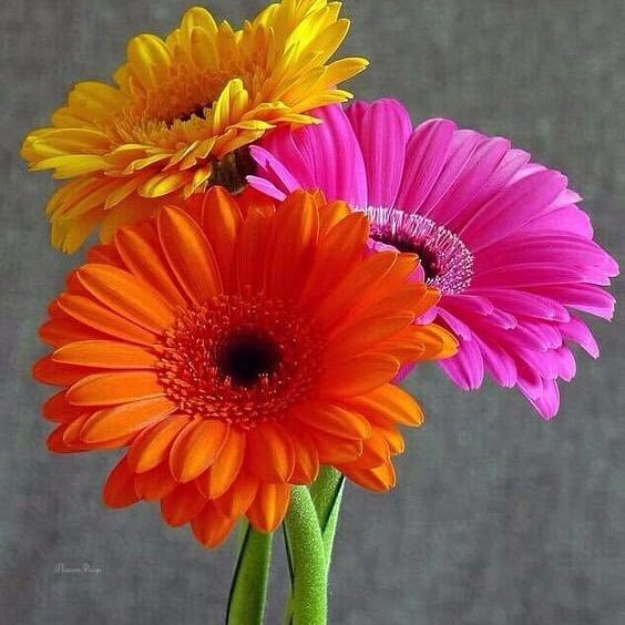 behnami86's tweet photo. @UndefeatedYet @wanderingstarz1 @cynthia_lardner @K14AE @HCI_HQ @OutSideInKLAV @MarkPlant @malekalby @LoriMoreno @CarlRamallo @FelixNater @MariaSherow @mpowermentalist @RockChristopher @EByzio @tripletsfan19 @TanRob22 @mirtaimperatori @masao__ سپاس تشکر https://t.co/kGBESlcEjG