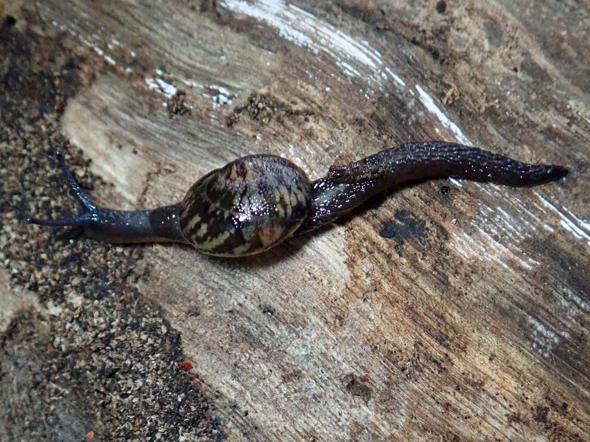 まひまひのつぶり A Twitteren インドネシアのベッコウマイマイの仲間 外套膜に特徴的な模様があるけど種類は分からず 貝類は一般的に殻の特徴から種を同定することが多いので図鑑を見ても軟体の特徴についての情報が乏しいことが多い