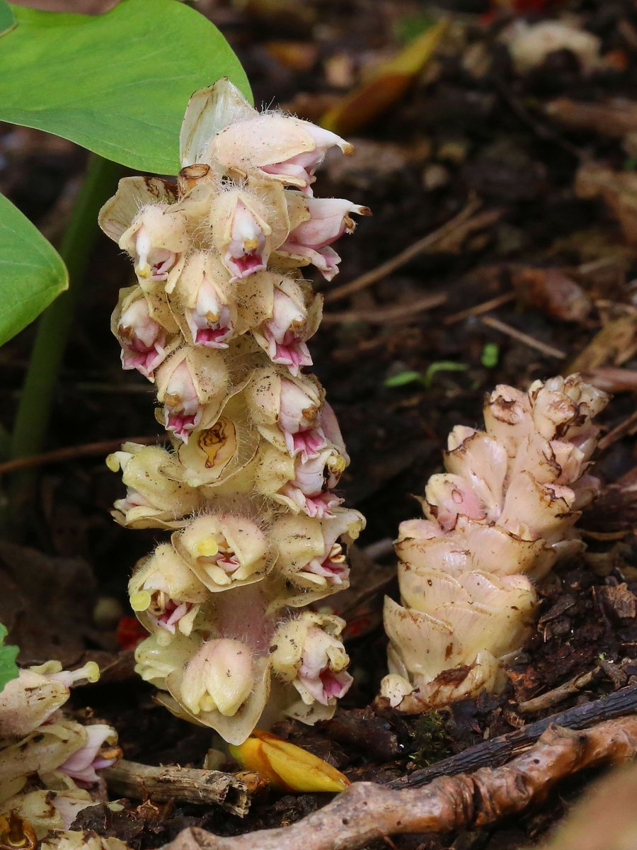 BarrieWidden's tweet photo. Lots of Toothwort under the poplars along the Riverside Walk Yeovil Country Park this weekend https://t.co/xF1vyuk0VN