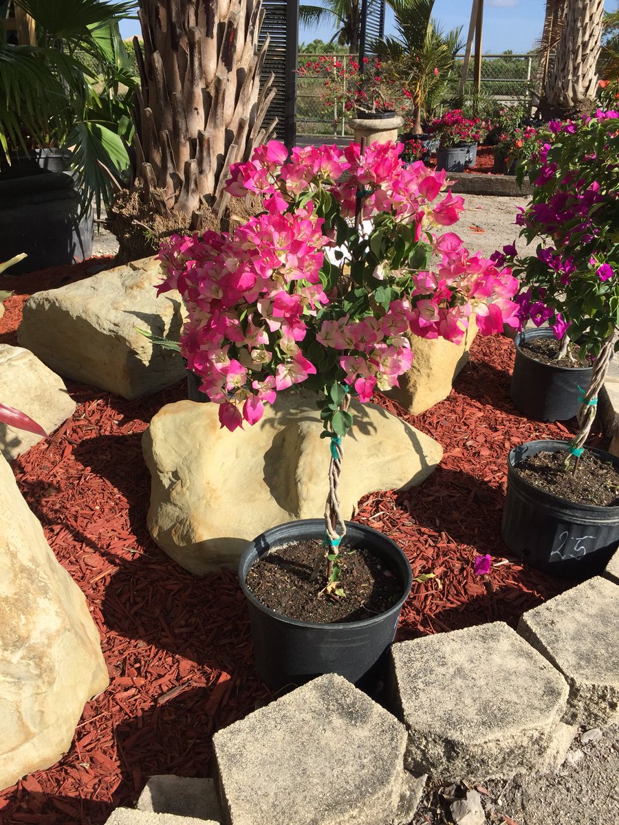 tc_nursery's tweet photo. These beautiful bougainvilleas are available at T&amp;C Nursery😍. Come and check it out! 👉🏼16650 Griffin Rd in Southwest Ranches https://t.co/fNrGtI5WrS