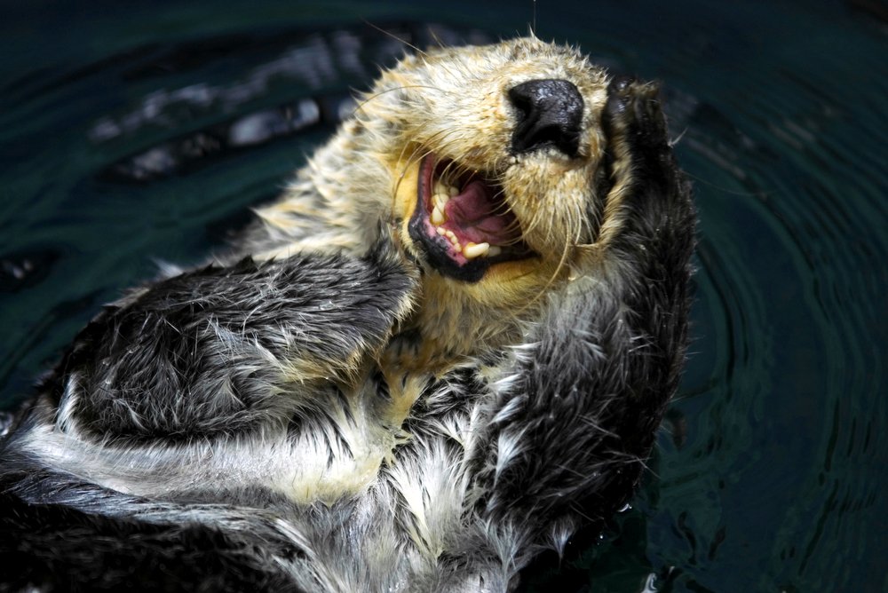 Oceana tweet media