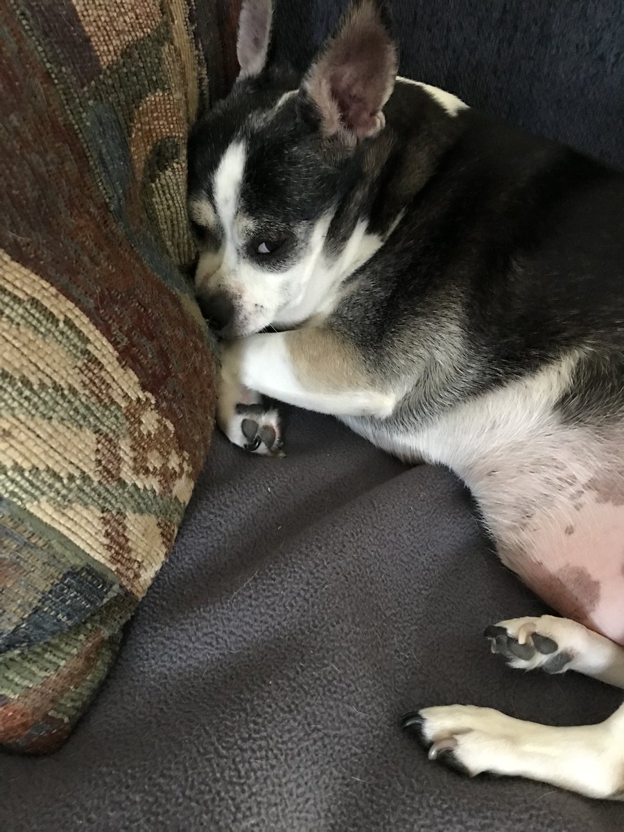 The Fat Chihuahua (@fathunterthedog) / Posts / X, image size:900x1200