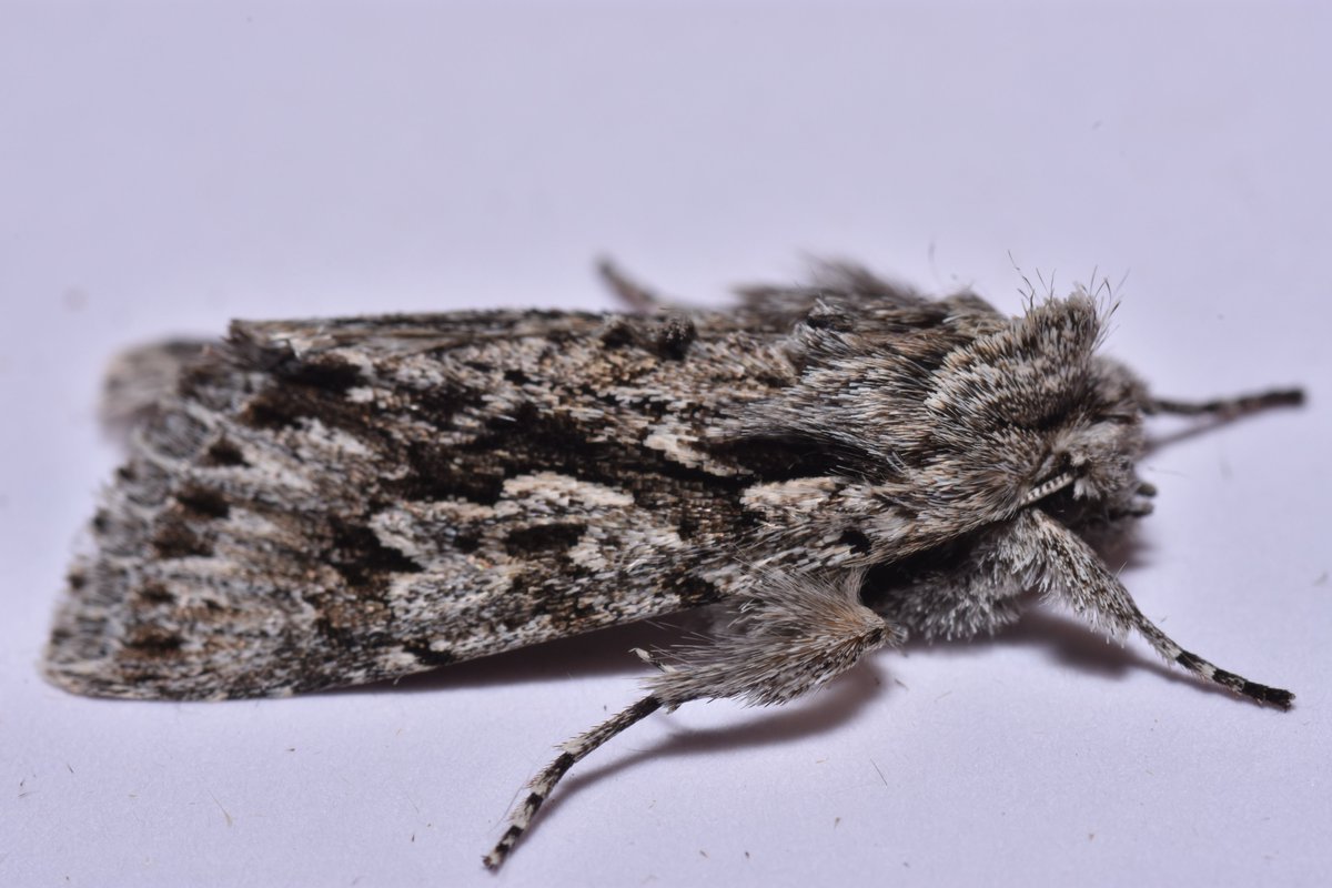 highjumpmark's tweet photo. A few moths from Friday night. #teammoth #earlygrey #hebrewcharacter #beautifulplume https://t.co/IwLoPEhDLH