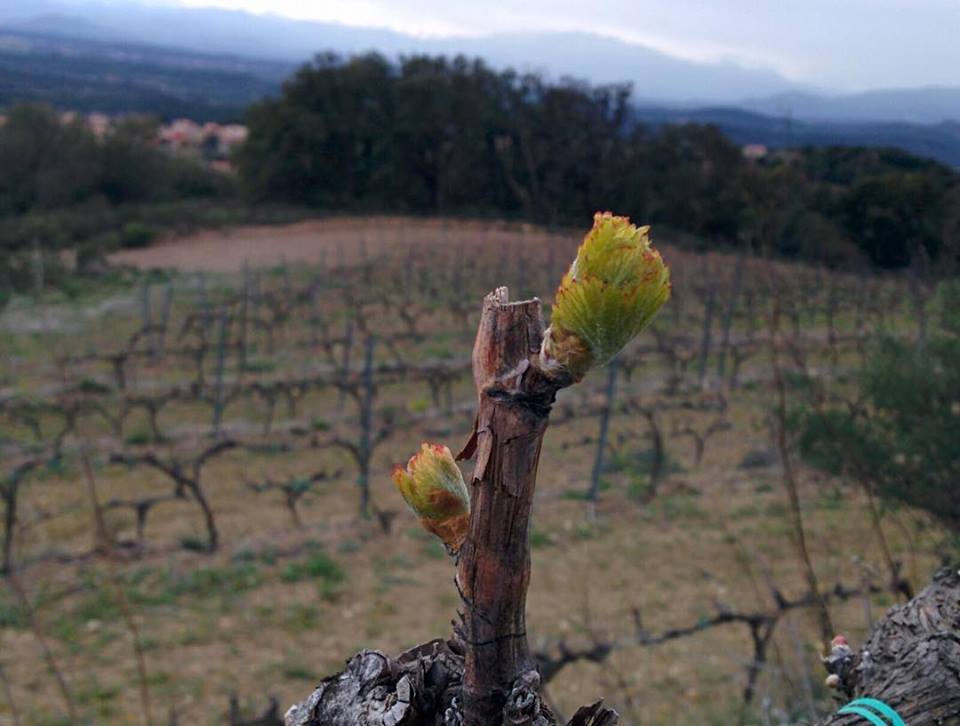 DOEmporda's tweet photo. Comença una nova vida a les vinyes 🌱Al @Cellermaspolit de #Vilamaniscle ja floreixen les garnatxes! #DOEmporda https://t.co/wfbKhVXmC7