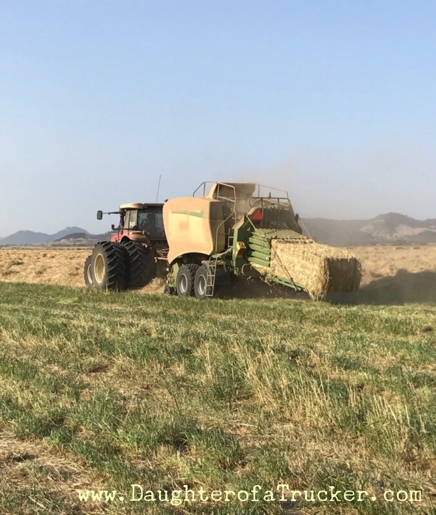 AGofTheWorld's tweet photo. G’mornin! @BoshartDavisAg here. We bale #GrassStraw in #Oregon (#ORag) as feed and #export to Japan/South Korea for their beef and dairy farms. We handle the baling, #trucking, storing, pressing, #drayage and marketing. You? https://t.co/7rO8Pdhrqg