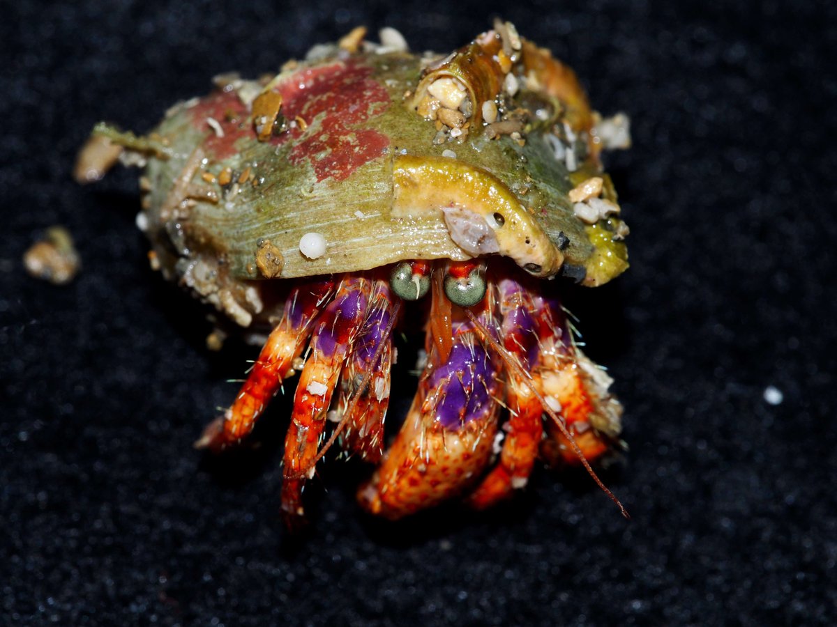 DevelopingOcean's tweet photo. shallow Agassiz trawl @JCR showed site at St Helena 90m to be crawling with hermit crabs, crabs, snails and clams.  Amazing invertebrate abundance. https://t.co/JV0Qc9vOvV