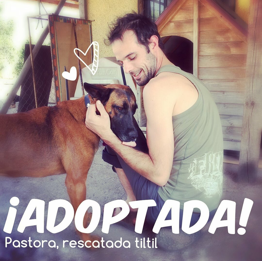 inkananimal's tweet photo. PASTORA ADOPTADA!! 🙌🏻❤️
A la 5ta región se fue 🐕
Ahora pasea por los cerros de valpo, la playa, juega con gatitos y también con su hermana canina Lua
Gracias a Matt y su esposa Anna, por darle la oportunidad y adoptarla!! No podría estar con una mejor familia😍
Nos #INKANtan https://t.co/3xj0LvxBtX