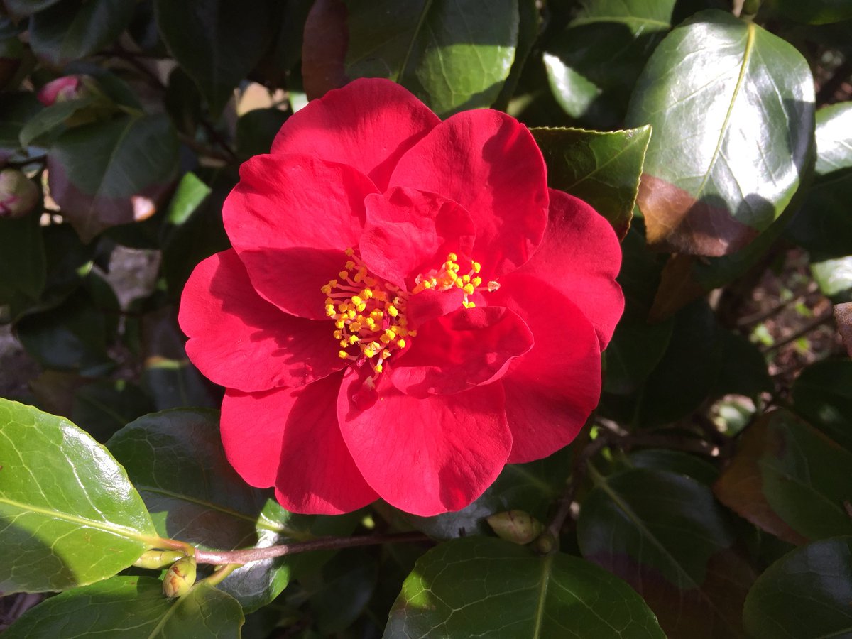 bart_laurens's tweet photo. Eindelijk #lente! Alles knalt uit de grond. #zon #lente #eindelijkmooiweer https://t.co/WXLgGt0z5u