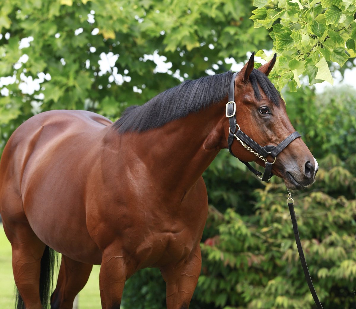 AgaKhanStuds's tweet photo. New Group winner for #Siyouni ! His daughter Barkaa is the impressive winner of the Classic prep G3 Prix Vanteaux on the reopening day of @paris_longchamp! #Promising3yo #Highhopes https://t.co/cig3MpU6rU