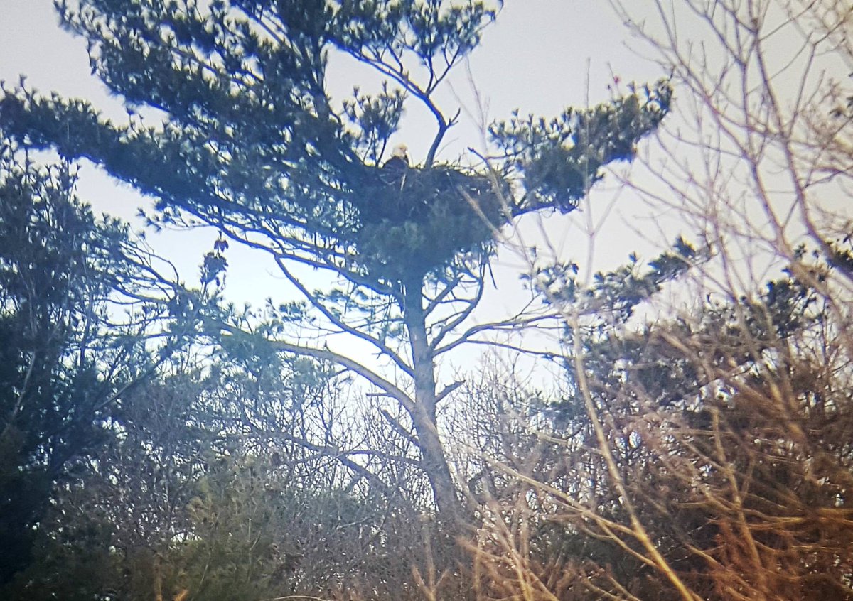 RBGCanada's tweet photo. We are happy to announce the #baldeagles have successfully hatched young and are now feeding! We have yet to determine how many hatchlings are in the nest atop the tallest White Pine on the north shore of #CootesParadise. Learn more: https://t.co/qi43xbBrWk #RBGeagles #HamONT https://t.co/rtU1JCEpeo