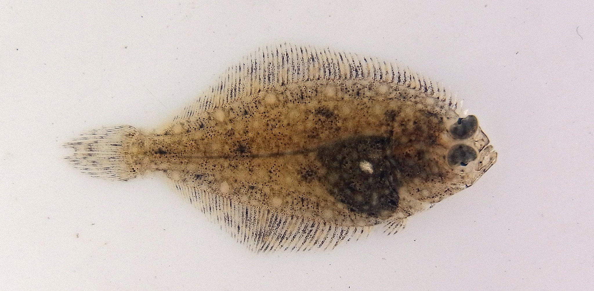 Rhodeus イシガレイ 芦田川河口に接岸するカレイ類で一番多かった マコガレイに比べ 眼が少し離れている印象 側線は一直線 かわいい