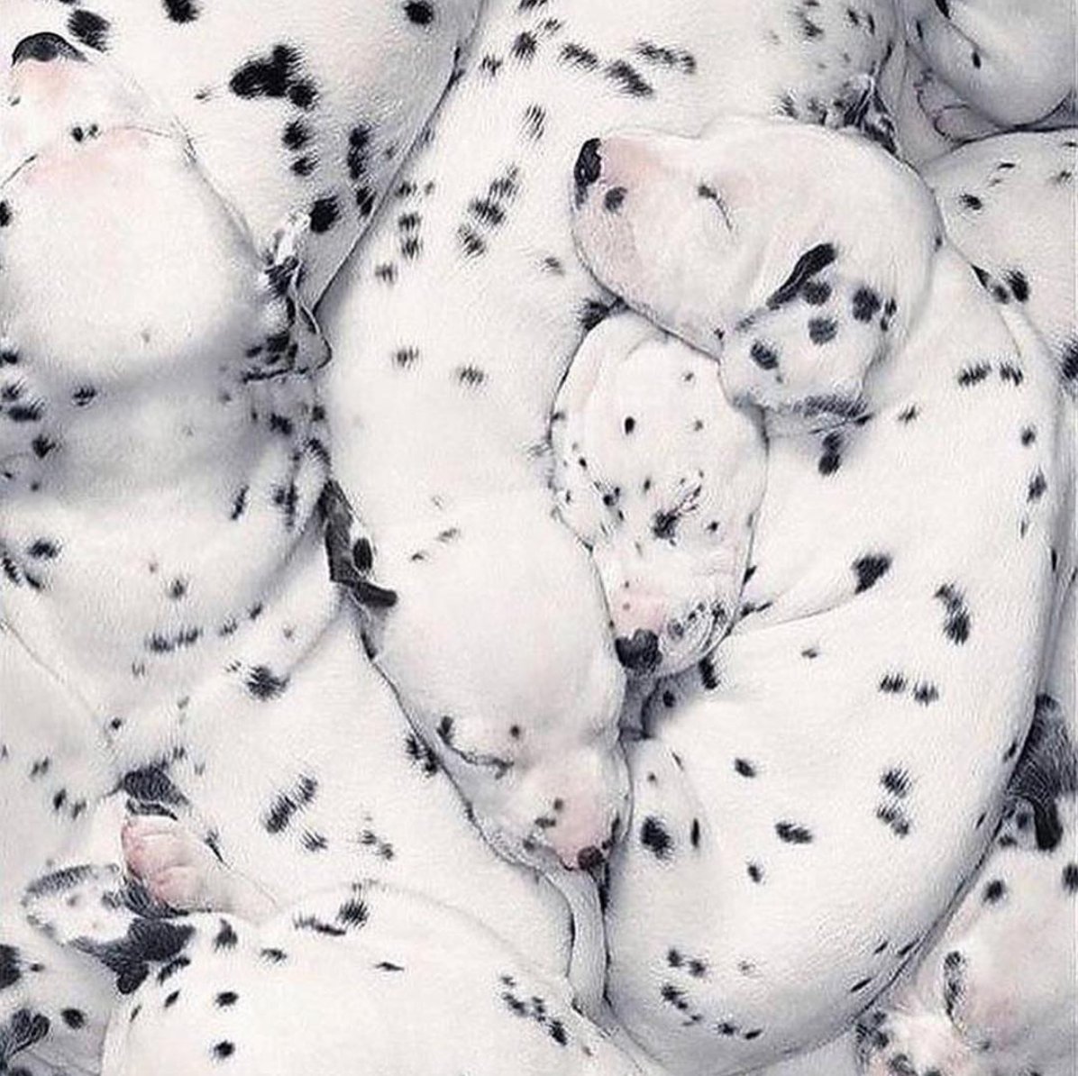 LavaanSmile's tweet photo. Seeing spots? Cute on puppies, not on your teeth. Come see us for the ultimate treatment! https://t.co/8lVveKlBbD
