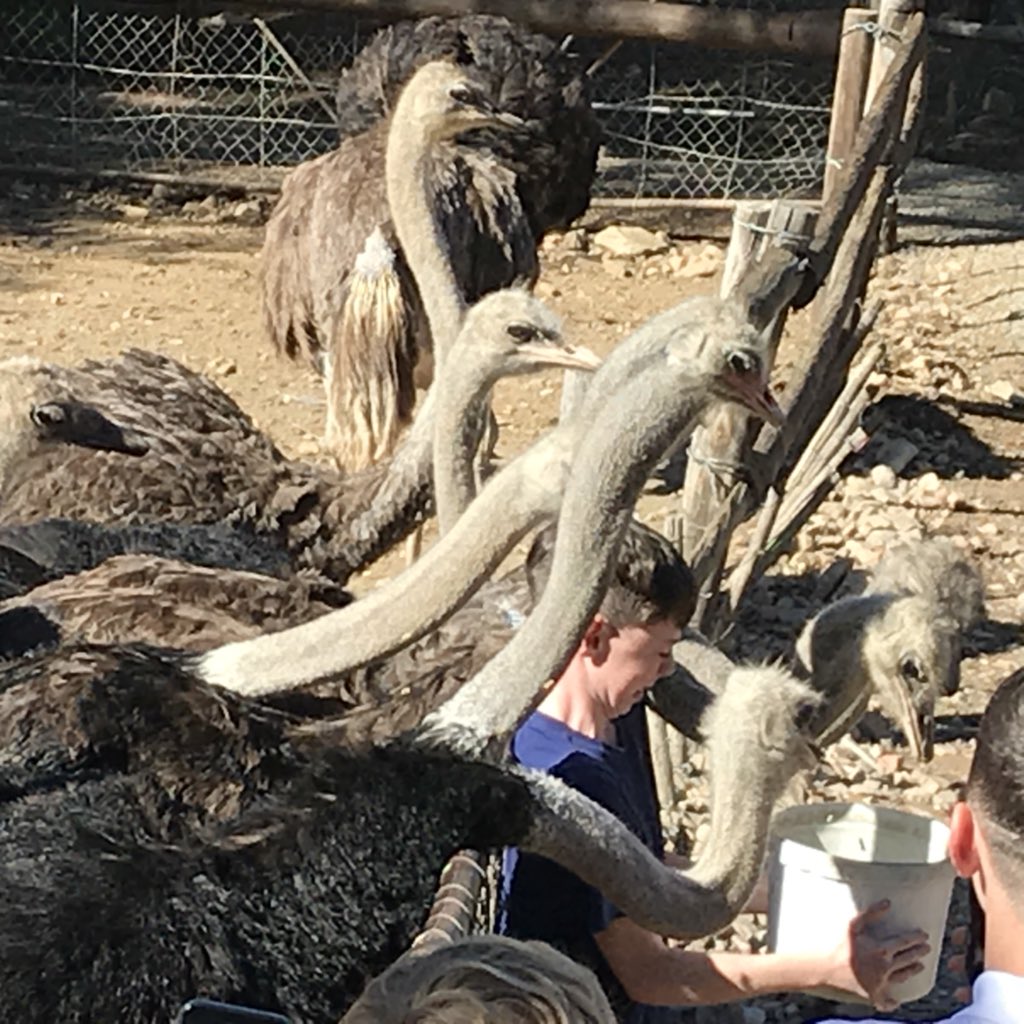 JoaSouth's tweet photo. Day 6: Ostrich farm, wildlife park &amp; caves! #ostrich #lemur #cave https://t.co/8hK9Us06hF