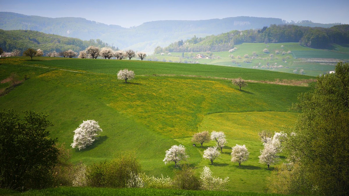 Fottigraf's tweet image. Süße, wohlbekannte Düfte
Streifen ahnungsvoll das Land.