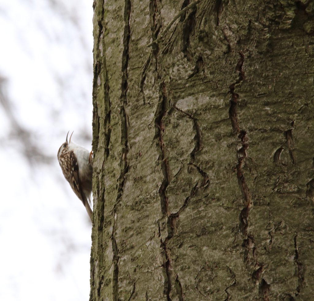 AitchEllePea's tweet photo. Chiff Chaff and Tree Creeper up at @ChirkCastleNT @ChirkNTRangers this afternoon. @NTWales https://t.co/MWcaoTjtKl