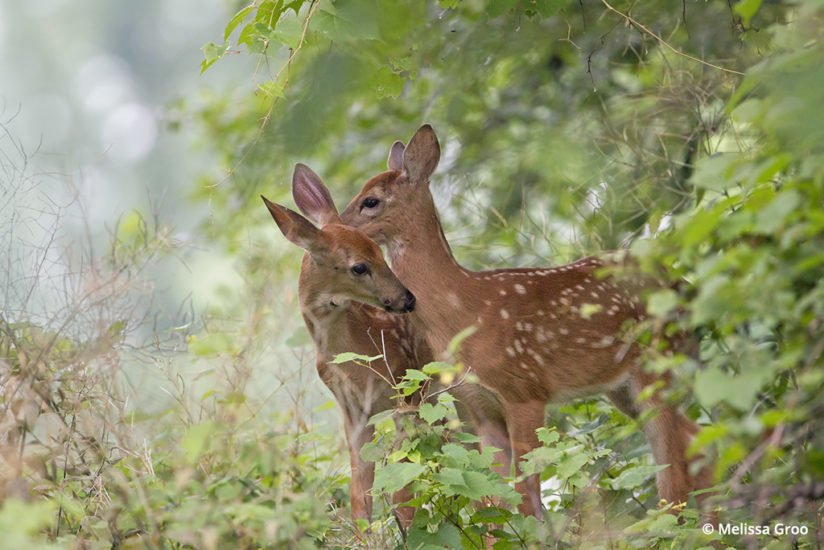 OutdoorPhotoMag's tweet photo. Approaching Wildlife: Two ways for wildlife photographers to quietly earn the trust of their animal subjects. https://t.co/aS2uB6vSlb https://t.co/v8m4xkRF5X