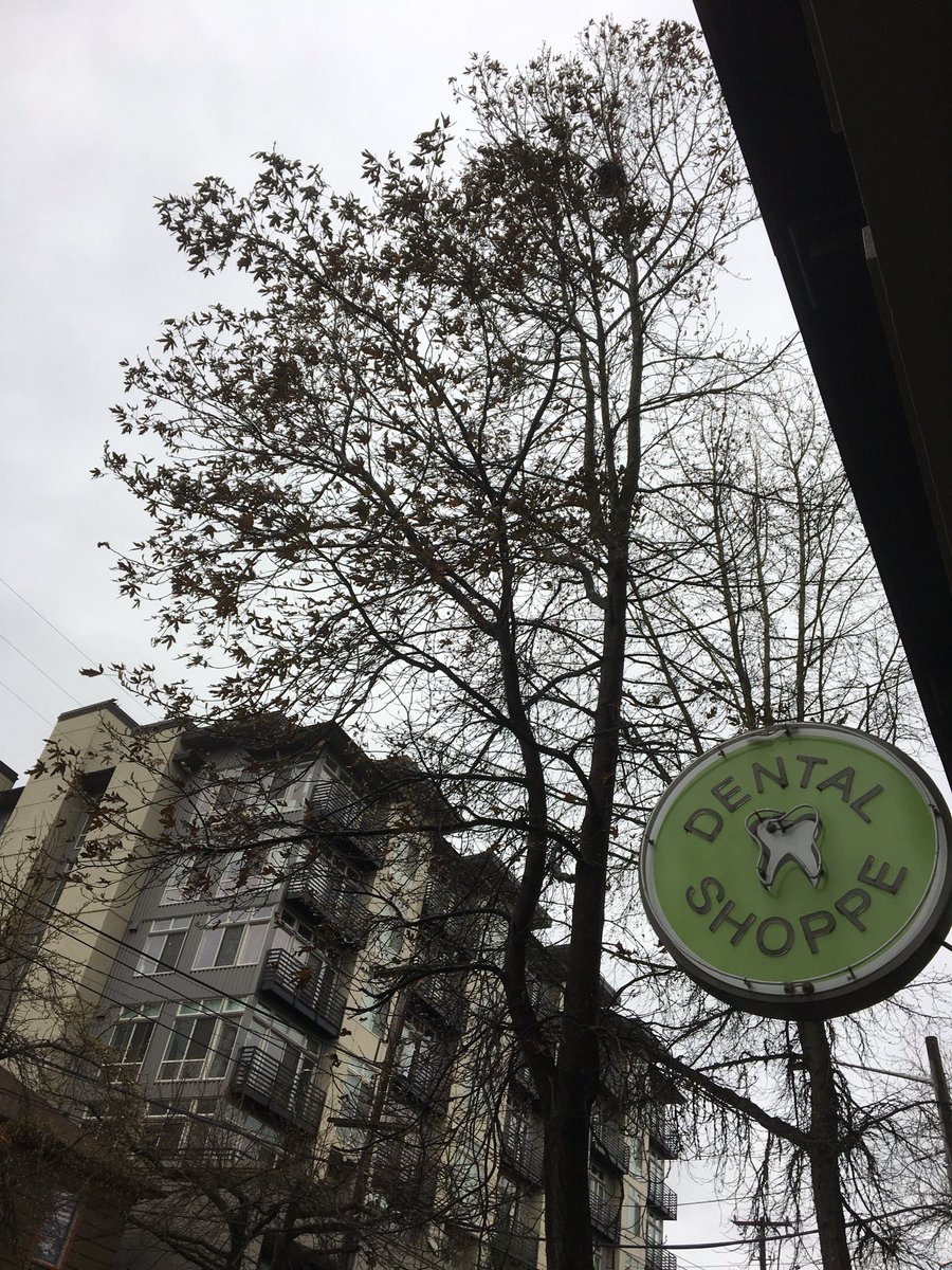 tonyBuff's tweet image. How many leaves on a spring tree?